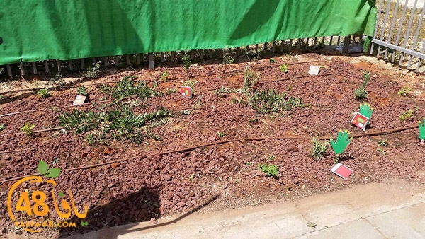 a3mal tayeba 7san3arafa (12).JPG